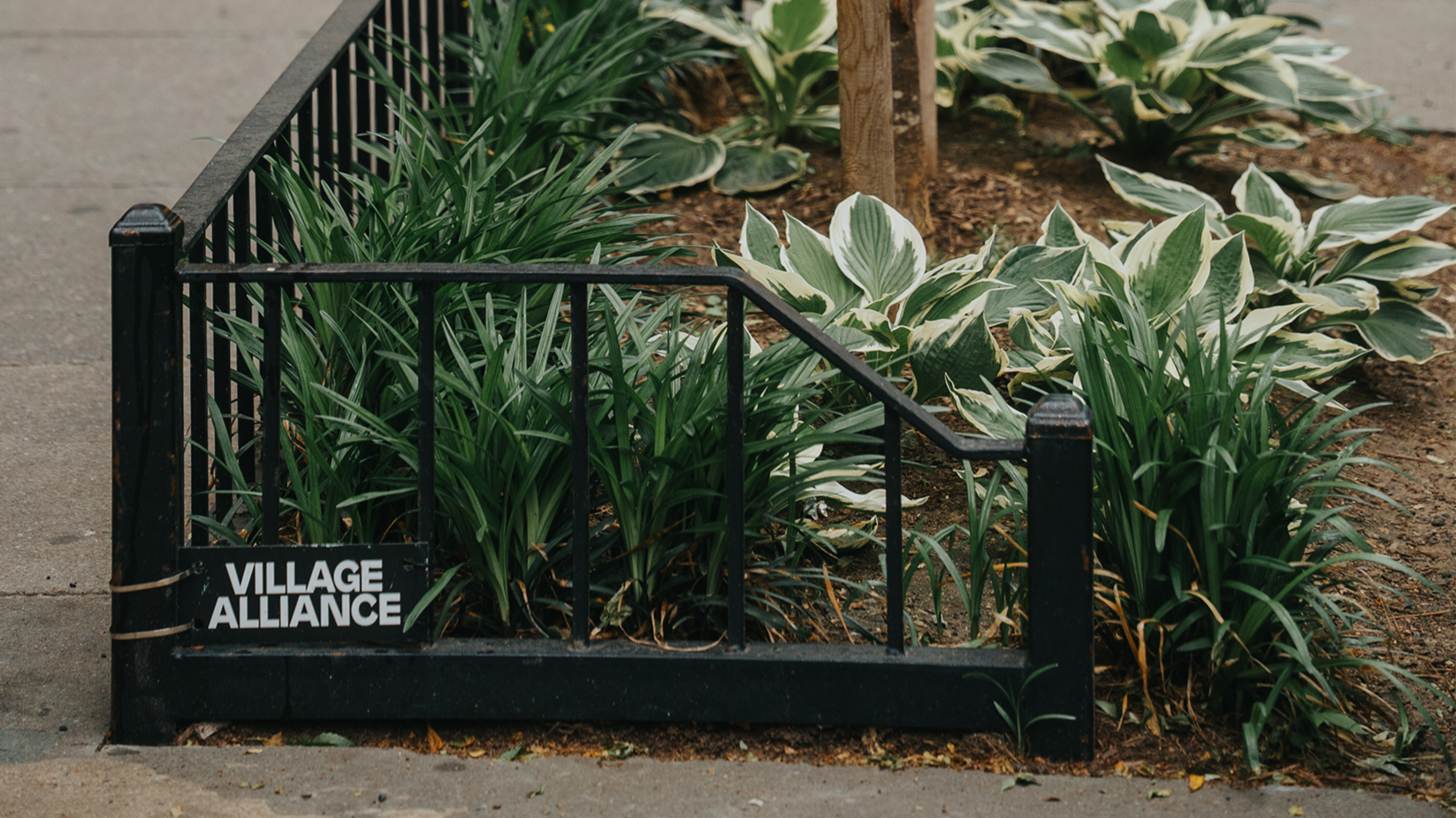 Village Alliance Launches Fundraising Campaign for Greener Streets